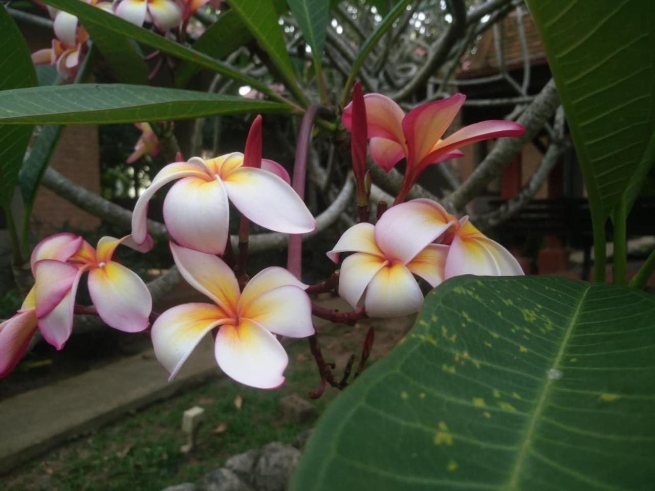 Flora Ville-SHA PLUS Chalong Esterno foto